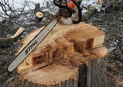 Service d'abattage arbre et émondage arbre a Montreal, Laval et sur la rive-Sud / Emondeur Montréal