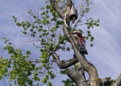 Service d'abattage arbre et émondage arbre a Montreal, Laval et sur la rive-Sud / Emondeur Montréal