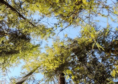 Service d'abattage arbre et émondage arbre a Montreal, Laval et sur la rive-Sud / Emondeur Montréal