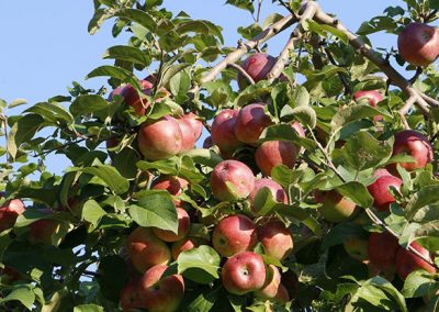 Service de taille de formation arbres fruitiers, de pommier, de poirier, de figuier, de cerisier, de prunier, amandier, ... a Montreal, Laval et sur la rive-Sud / Emondeur Montréal