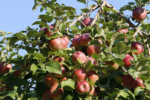 Tailles arbres fruitiers, de pommier, de poirier, de figuier, de cerisier, de prunier, amandier à Montréal, Laval, Rive-Sud, Rive-Nord, Lanaudière et Laurentides - Émondeur Montréal