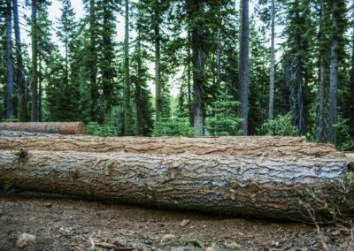 Service débroussaillage forestier ou de déboisement de terrain à Montréal, Laval a Montreal, Laval et sur la rive-Sud / Emondeur Montréal