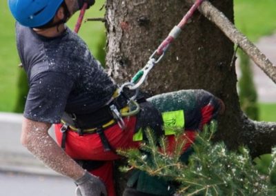 Service d'abattage arbre et émondage arbre a Montreal, Laval et sur la rive-Sud / Emondeur Montréal