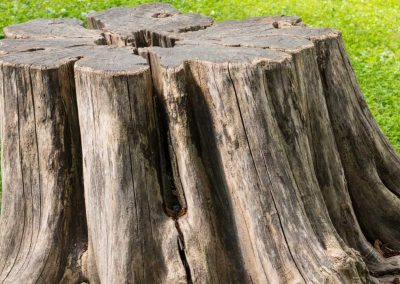 Service de déchiquetage de bois et de branches d’arbres à Montréal, Laval, Rive-Sud ou sur la Rive-Nord de Montréal / Emondeur Montréal