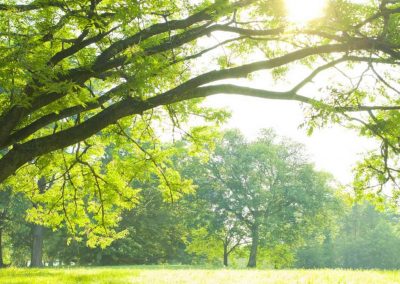 Service d'abattage arbre et émondage arbre a Montreal, Laval et sur la rive-Sud / Emondeur Montréal