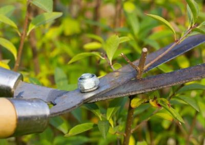 Service de coupe de haie de cèdres et branche d'arbres a Montreal, Laval et sur la rive-Sud / Emondeur Montréal