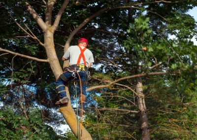 Service d'abattage arbre et émondage arbre a Montreal, Laval et sur la rive-Sud / Emondeur Montréal